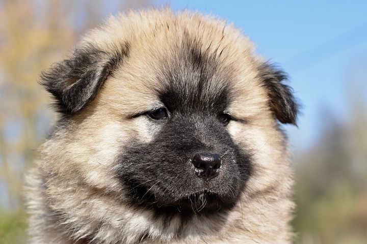 Gros Chien Le Top 10 Des Races De Gros Chiens Obédiences