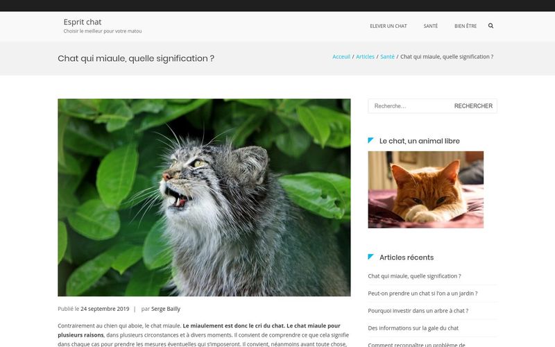 Chat qui miaule, quelle signification ?