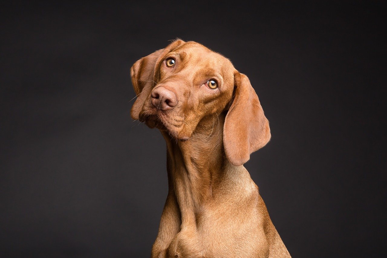 Comment assurer son chien ?