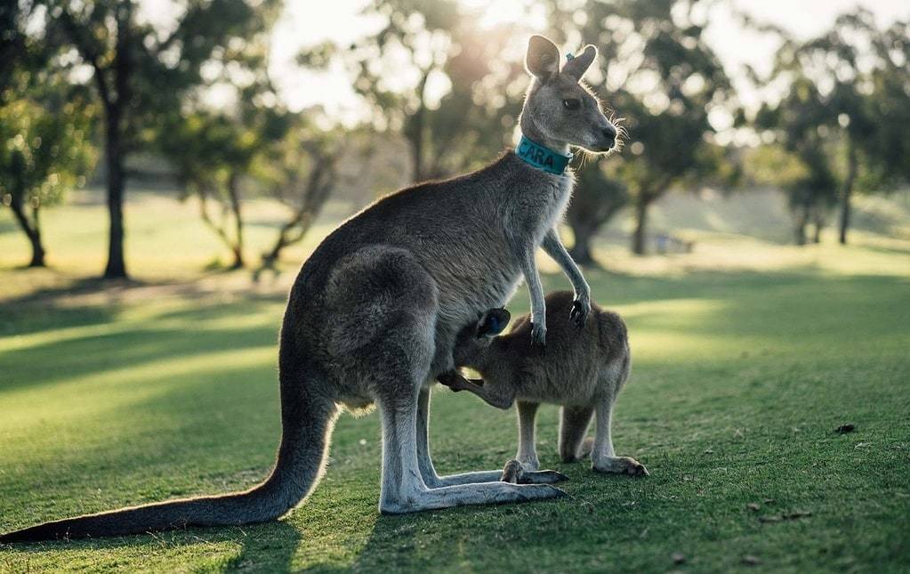 Les 10 meilleurs endroits à voir en Australie